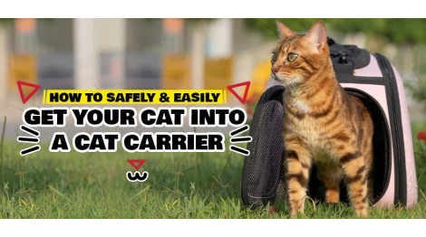 8 Calming Techniques for Cats in Cat Carrier
