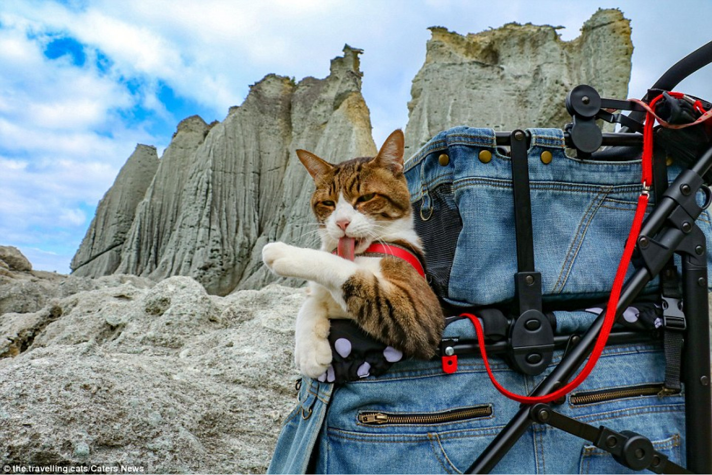 Happy clients traveling with a cat