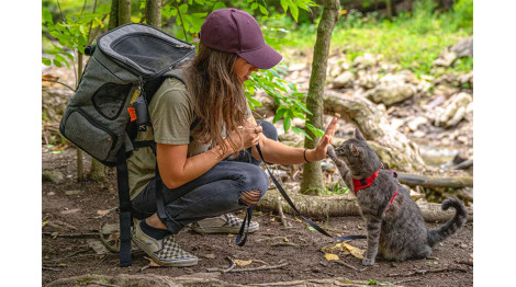 How to travel with a cat without going crazy