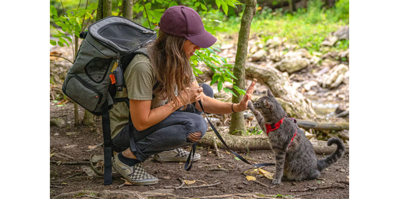How to travel with a cat without going crazy