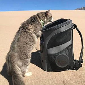 Cat backpack for large cats